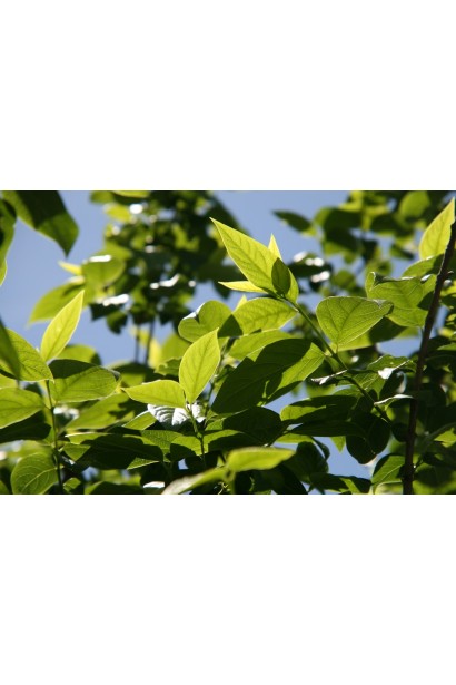 Молодий приріст Хімонанта